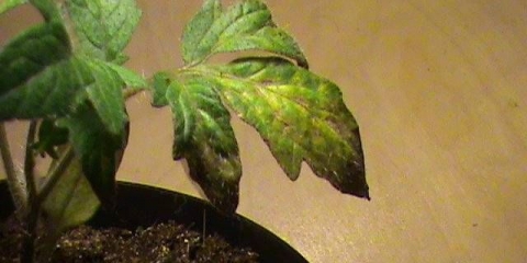 Zašto se listovi sadnica paradajza suše?